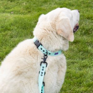 Wodoodporna obroża treningowa HEXA - Goodboi's Blanket