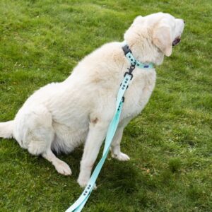 Wodoodporna obroża treningowa HEXA - Goodboi's Blanket